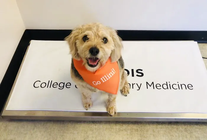 Medical District Veterinary Clinic at Illinois Picture 3