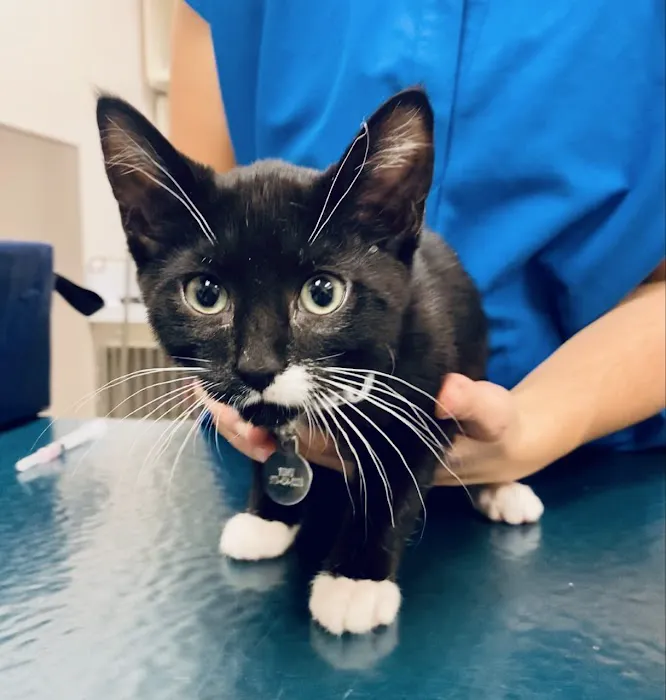 Medical District Veterinary Clinic at Illinois Picture 7