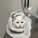 Fort Bliss Veterinary Treatment Facility