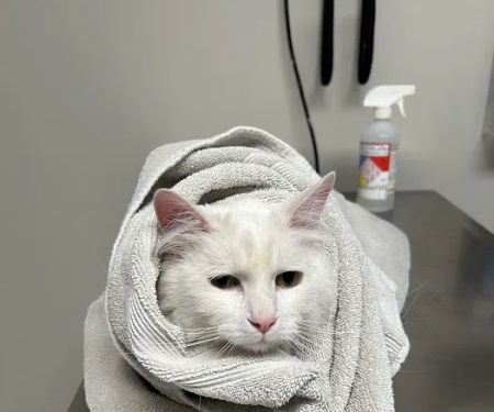 Fort Bliss Veterinary Treatment Facility