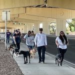 The Veterinary Care Centers of Texas