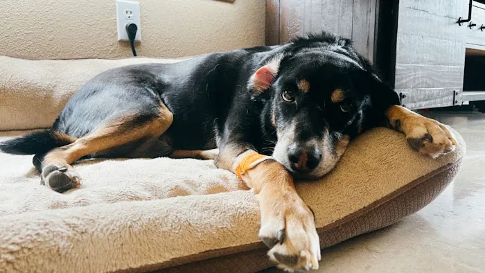 El Paso Animal Emergency Picture 1