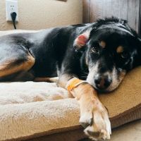 El Paso Animal Emergency ico