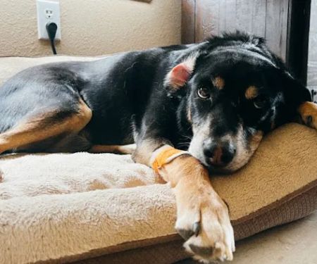 El Paso Animal Emergency