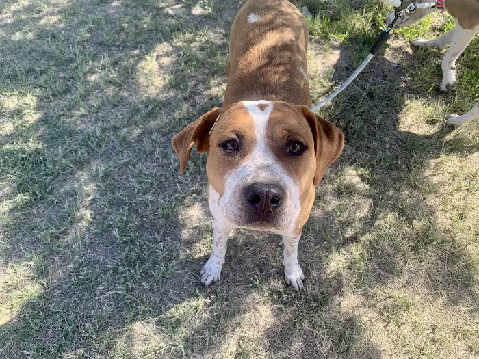 El Paso Animal Emergency Picture 2