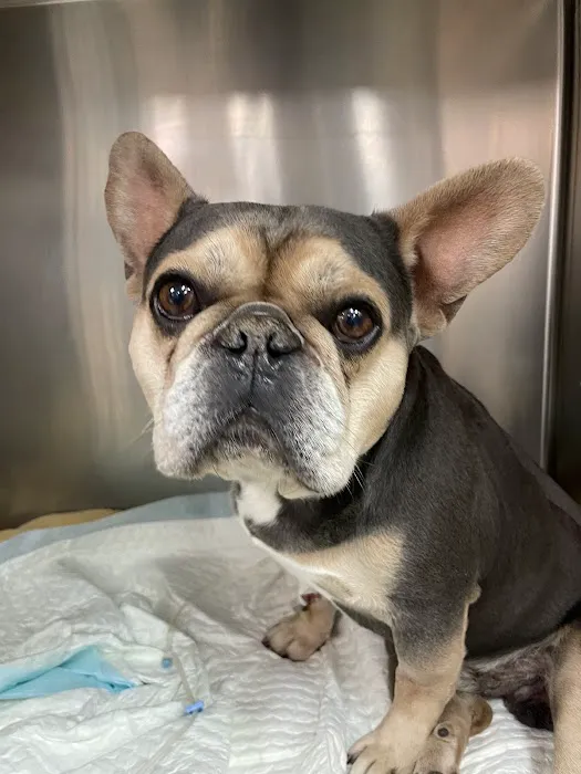 El Paso Animal Emergency Picture 4