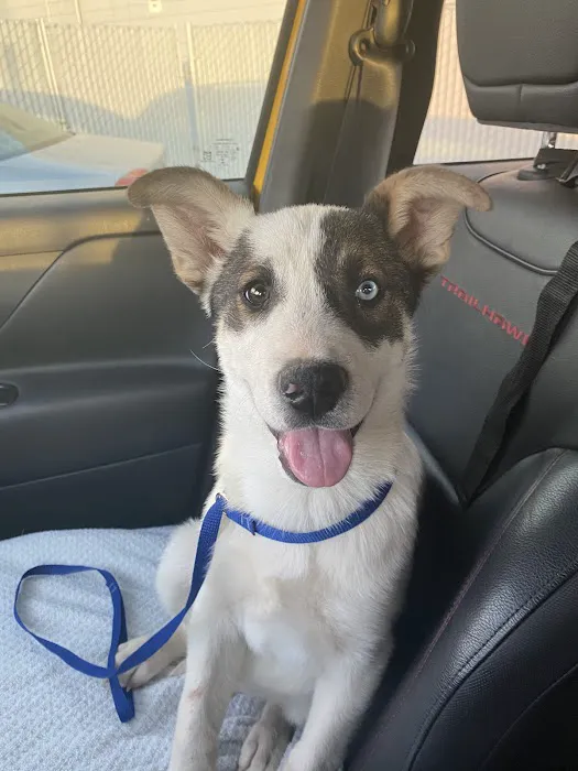 El Paso Animal Emergency Picture 8