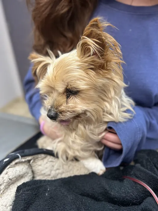 El Paso Animal Emergency Picture 7