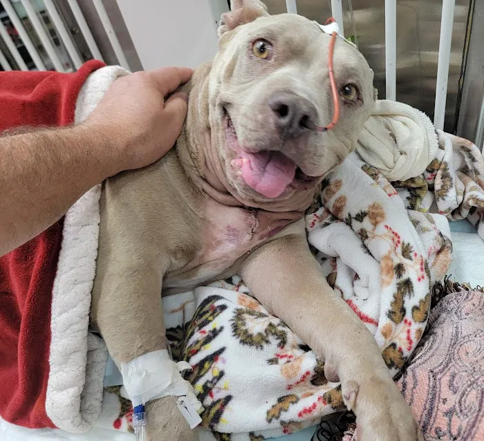 El Paso Animal Emergency Picture 10