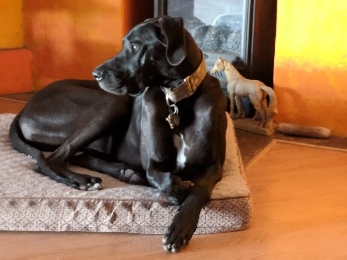 Banfield Pet Hospital Picture 4
