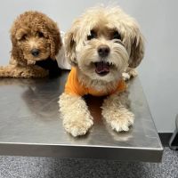 Coronado Animal Clinic ico