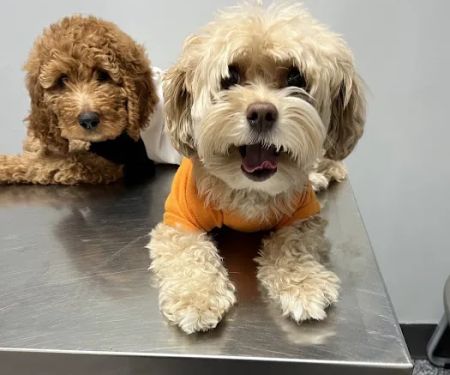 Coronado Animal Clinic