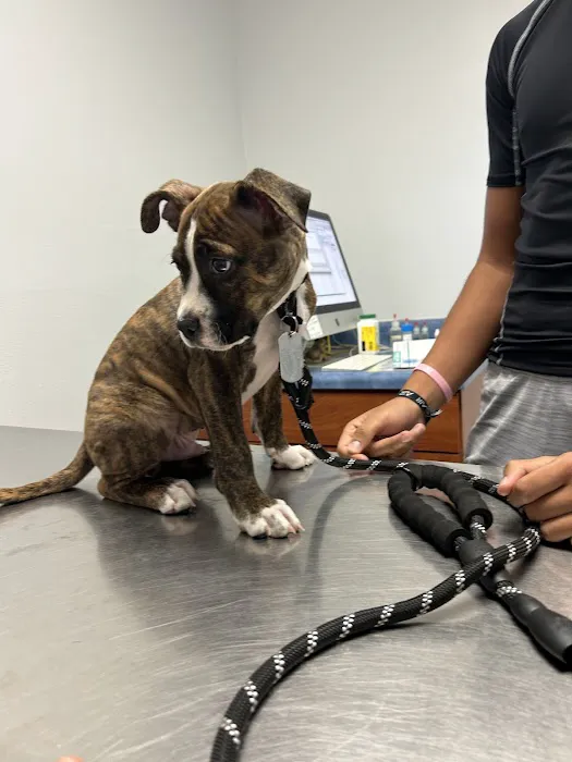 Coronado Animal Clinic Picture 8