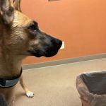 Crossroads Animal Hospital