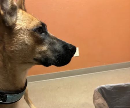 Crossroads Animal Hospital