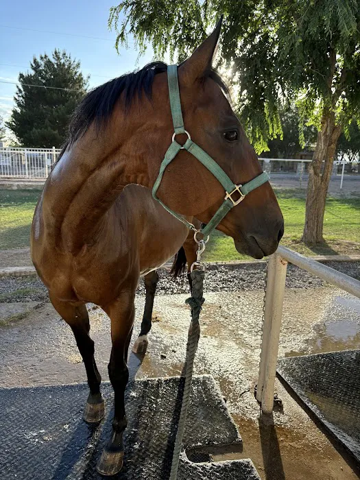 Equine Veterinary Services: Ramos Jose A DVM Picture 1