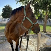 Equine Veterinary Services: Ramos Jose A DVM ico