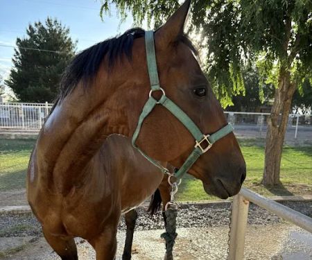 Equine Veterinary Services: Ramos Jose A DVM