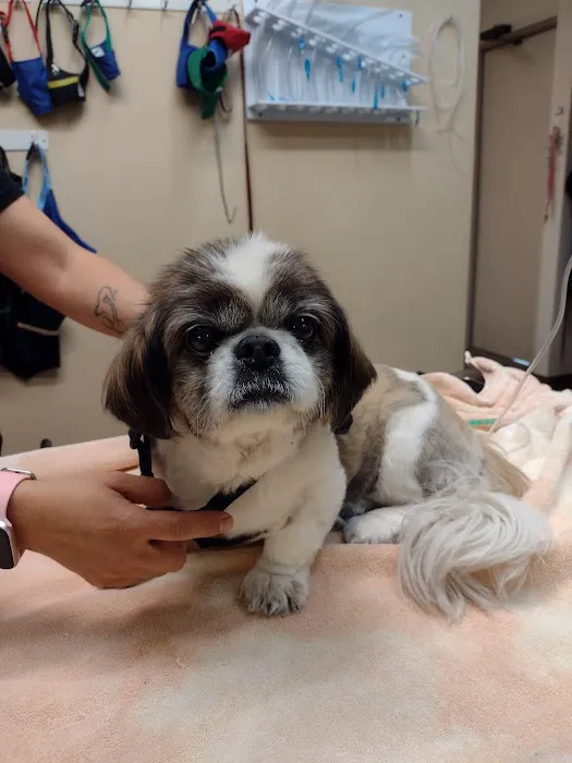 Foothills Animal Clinic Picture 7