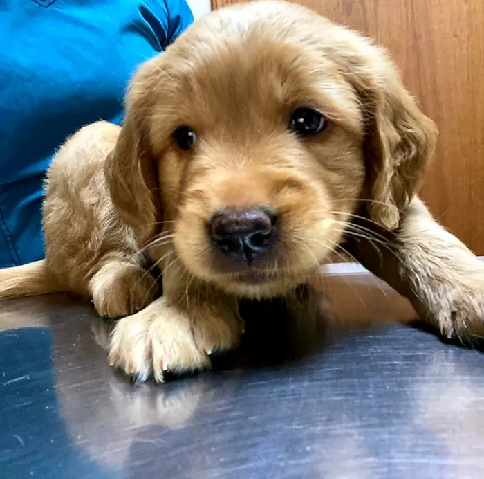 Foothills Animal Clinic Picture 2