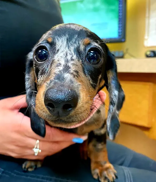 Foothills Animal Clinic Picture 1