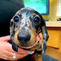 Foothills Animal Clinic ico