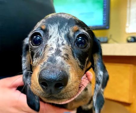 Foothills Animal Clinic