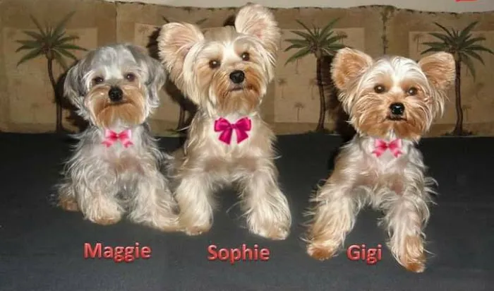 Foothills Animal Clinic Picture 9