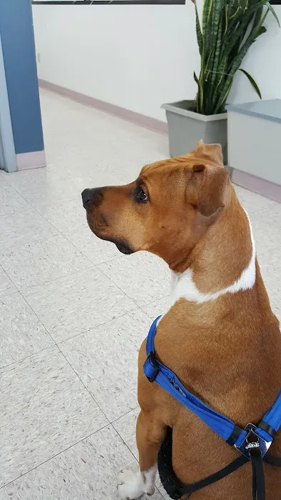 Sun City Veterinary Surgery Center Picture 1