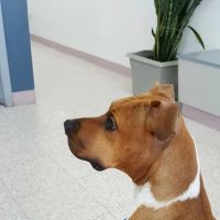 Sun City Veterinary Surgery Center ico