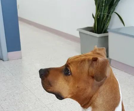 Sun City Veterinary Surgery Center