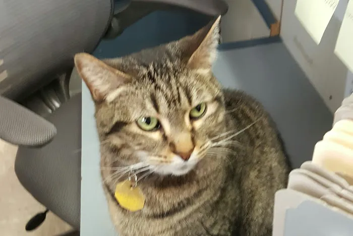 Sun City Veterinary Surgery Center Picture 8