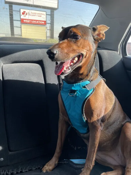 El Paso Animal Urgent Care West Picture 4