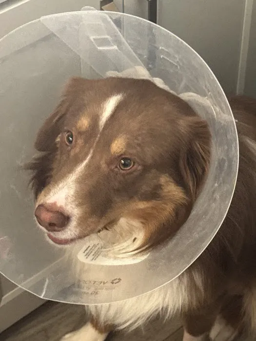 El Paso Animal Urgent Care West Picture 5