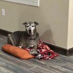 El Paso Animal Urgent Care West