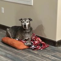 El Paso Animal Urgent Care West ico
