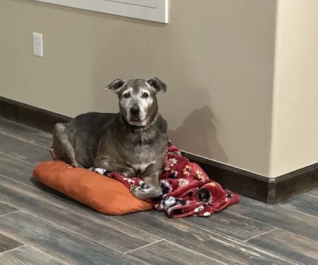 El Paso Animal Urgent Care West