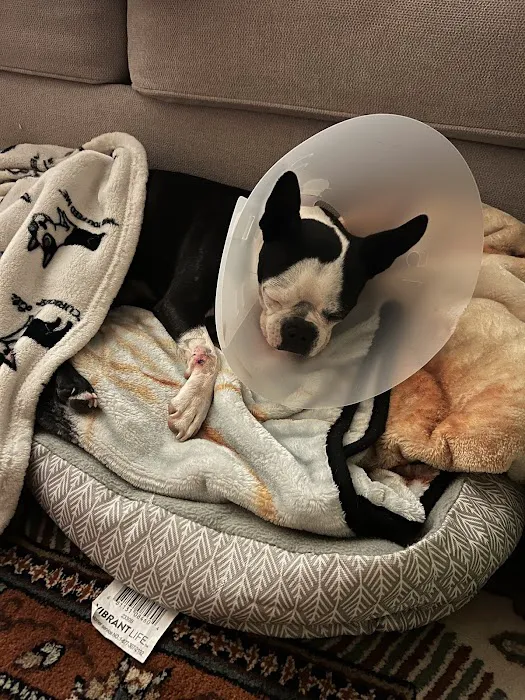 El Paso Animal Urgent Care West Picture 7