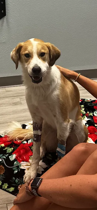 El Paso Animal Urgent Care West Picture 10