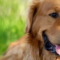 Delta Animal Hospital ico