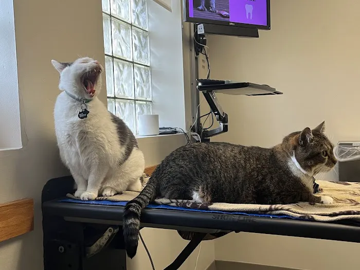Queen Anne Animal Clinic Picture 4