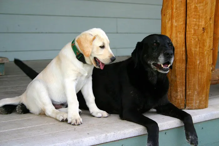 Queen Anne Animal Clinic Picture 2