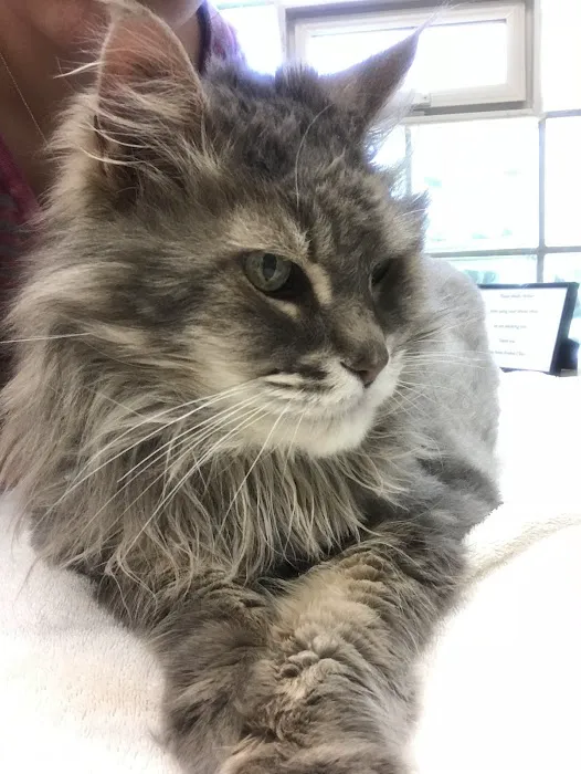 Queen Anne Animal Clinic Picture 8