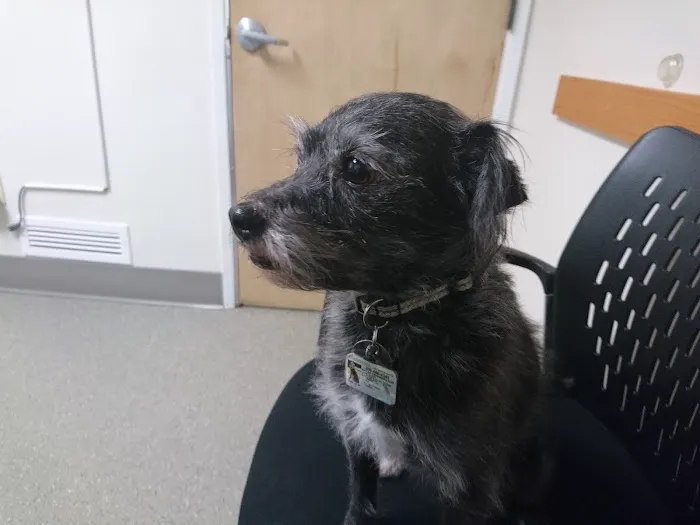 Queen Anne Animal Clinic Picture 9