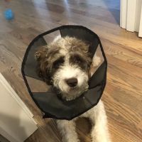 Elliott Bay Animal Hospital ico