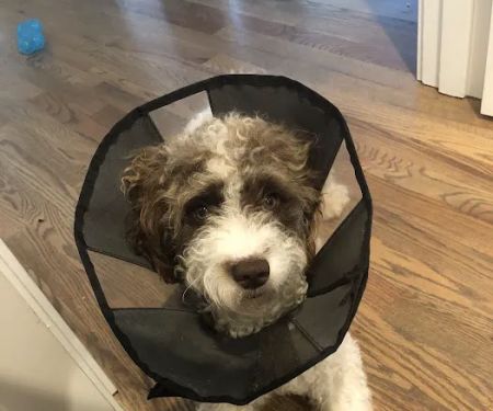 Elliott Bay Animal Hospital