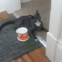 Spay & Neuter Clinic at Seattle Animal Shelter ico