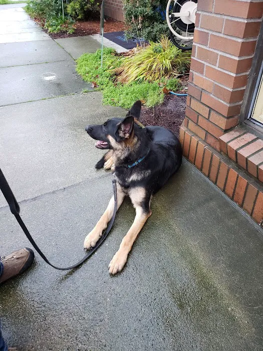 Spay & Neuter Clinic at Seattle Animal Shelter Picture 7