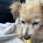 Ambassador Long Beach Veterinary Hospital