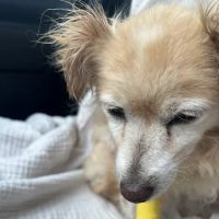 Ambassador Long Beach Veterinary Hospital ico